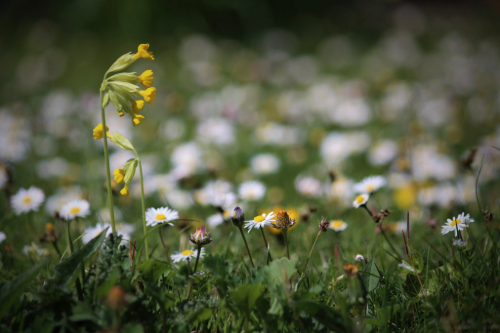 Early Spring garden flowers